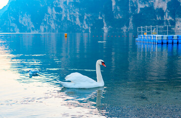 swans and ducks on lake Garda against of a picturesque sunset and mountains