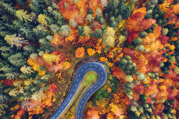 Aerial view of forest and trees in autumn with a tight curve of a mountain road
