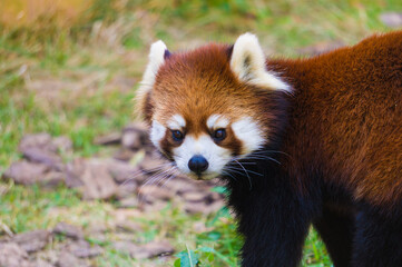 かわいいレッサーパンダ