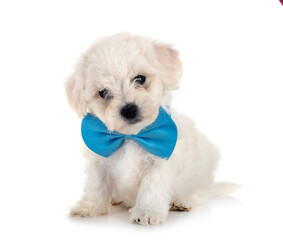 Obraz premium Bichon Frise in studio