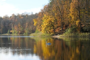 Fototapeta premium Beautiful autumn scenery - colorful forest and lake with reflection, on which white swan is flowing. 