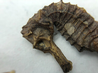 Dead Seahorse Macro Shot © Kaan Uluer