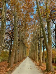 Landscape photography of tree alley in autumn season
