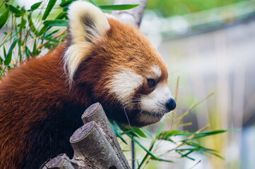 かわいいレッサーパンダ © kazu8