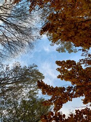 Photography of tree branch with different leaf 