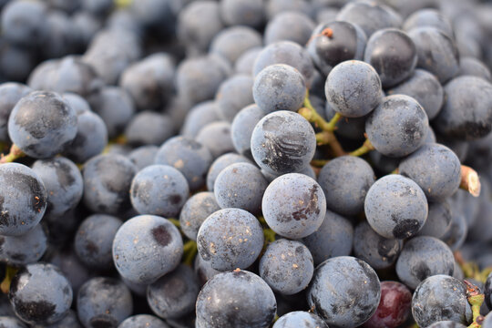 Closeup Shot Of Fresh Grapes In Walla Walla, Washington Wine Country