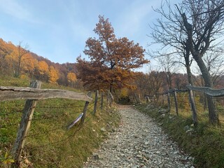 Landscape photography of tree alley in autumn season