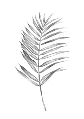 Tropical palm branch. Pencil sketch