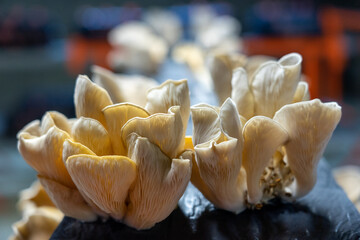 Pleurotus or white oyster mushrooms cultivated in mushroom farm