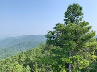 pine tree in the mountains