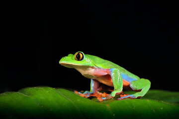 Agalychnis annae, Golden-eyed Tree Frog, green and blue frog on leave, Costa Rica. Wildlife scene from tropical jungle. Forest amphibian in nature habitat. Dark background. Night photography.