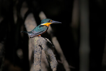 American pygmy kingfisher, Chloroceryle aenea, near the water. Green and white bird sitting on the branch. Kingfisher in the nature habitat in Costa Rica.