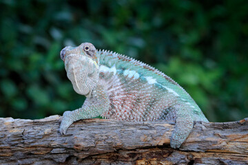 Furcifer pardalis, Panther chameleon sitting on the branch in forest habitat. Exotic beautiful endemic green reptile with long tail from Madagascar. Wildlife scene from nature.  Female of chameleon.