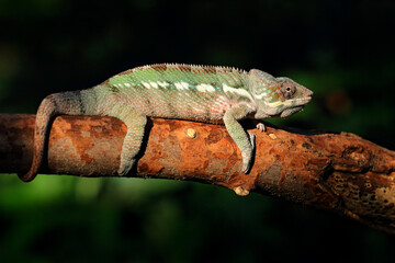 Furcifer pardalis, Panther chameleon sitting on the branch in forest habitat. Exotic beautiful endemic green reptile with long tail from Madagascar. Wildlife scene from nature.  Female of chameleon.