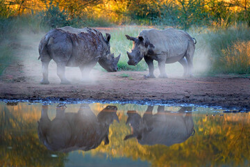 Rhinoceros in Pilanesberg NP, South Africa. White rhinoceros, Ceratotherium simum, big animal in the African nature, near the water. Wildlife scene from Africa.  Rhino in the forest habitat.
