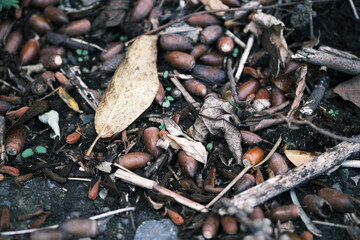 土にたくさん落ちている秋のどんぐり