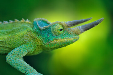 Jackson's Chameleon, Trioceros jacksonii, sitting on the branch in forest habitat. Exotic endemic green reptile with long nose horn from Madagascar. Wildlife scene from nature. Detail portrait.
