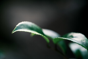 森の中のしっとりとした緑の葉っぱ