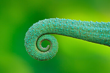Chameleon curled up tail close-up detail. Jackson's Chameleon, Trioceros jacksonii, sitting on the...