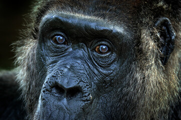 Western lowland gorilla, detail head portrait with beautiful eyes. Close-up photo of wild big black...