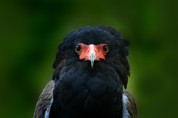 Bateleur eagle close-up detail portrait. Bateleur Eagle, Terathopius ecaudatus, brown and black bird of prey in the nature habitat, sitting on the branch, Kenya, Africa. Wildlife scene form nature.
