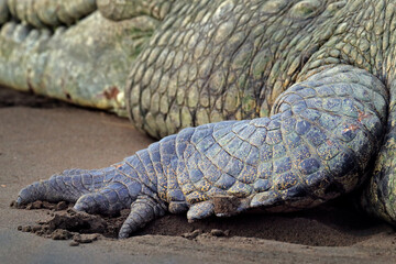 Detail of crocodile skin, hind leg. Art view on nature. Reptile in the water, Tarcoles river, Carara NP, Costa Rica. Dangerous animal the water. Close-up reptile in the evening light.