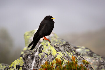 Alpine Chough, Pyrrhocorax graculus, black bird sitting on the stone with lichen. animal in the mountain nature habitat, Austria. Alpine Chough with red leg and yellow bill.