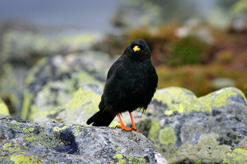 Alpine Chough, Pyrrhocorax graculus, black bird sitting on the stone with lichen. animal in the mountain nature habitat, Austria. Alpine Chough with red leg and yellow bill.
