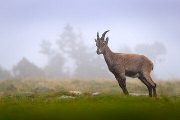 Alpine Ibex, Capra ibex, with green vegetation, grass, National Park Gran Paradiso, Italy. Autumn landscape wildlife scene with beautiful animal.  Mountain mammal in Alp habitat.
