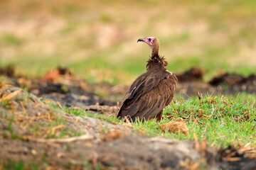 Hooded Vulture, Necrosyrtes monachus,  detail head portrait of bird,  sitting on the tree branch with blue sky. Wildlife scene from nature, South Africa. Vulture in the habitat, sunny day.