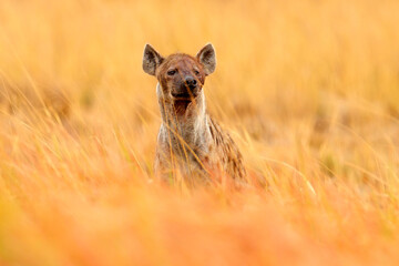 Young hyena pup, evening sunset light. Hyena, dolden grass. Spotted hyena, Crocuta crocuta, angry...