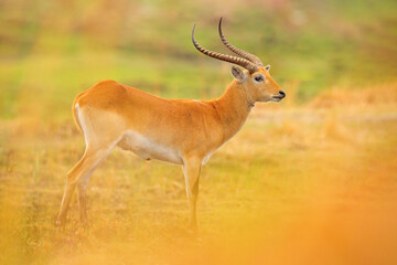 Lechwe, Kobus leche, antelope in the golden grass wetlands with water. Lechve running in the river water, Okavango delta, Botswana in Africa. Wildlife scene from nature.