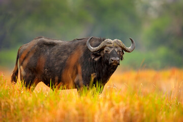 Wildtiere Sambias. Büffel, Cyncerus cafer, stehende Savanne mit gelbem Gras. Wildlife-Szene aus der Natur Afrikas. Großes afrikanisches Büffeltier im Lebensraum Gefahrentier in Afrika.