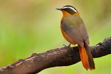 White-browed robin-chat, Cossypha heuglini, also known as Heuglin's robin, Okavago delta, Botswana in Africa. Orange black bird sittitng on the tree branch in the nature habitat.