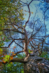 Fototapeta na wymiar l'arbre féérique en forêt sur fond de ciel bleu