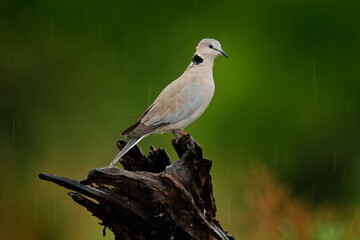 Streptopelia capicola, also known as the Cape turtle dove, Kgalagadi, South Africa. Bird from...