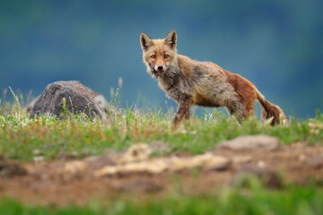 Mangy moulted red foc from Bulgaria, Balkan wildlife. Fox in the habitat, rocky mountain with grass. Animal from Europe.
