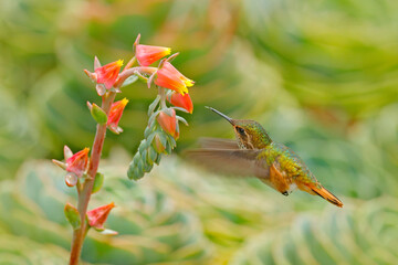 Hummingbird in blooming flowers. Scintillant Hummingbird, Selasphorus scintilla, tiny bird in the nature habitat. Smallest bird from Costa Rica flying next to beautiful orange flower, tropical forest.