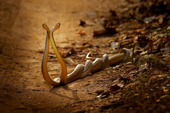 Indian rat snakes in fight, Ptyas mucosa. Two non-poisonous Indian snakes entwined in love dance on dusty road of Ranthambore national park, India.