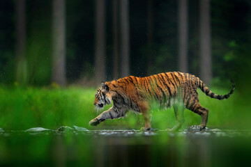 Fototapeta na wymiar Tiger walking in lake water. Dangerous animal, tajga, China in Asia Animal in green forest stream. Green grass, river droplet. Siberian tiger splashing water.