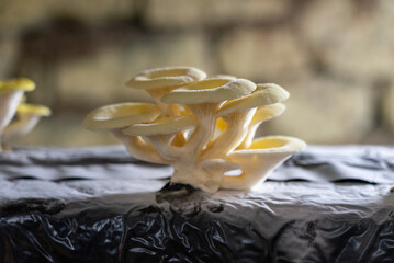 white oyster mushroom growing in a mushroom farm