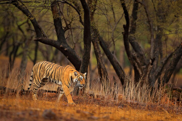 Obraz na płótnie Canvas Indian tiger, wild animal in the nature habitat, Ranthambore NP, India. Big cat, endangered animal. End of dry season, beginning monsoon. Tiger from Asia.
