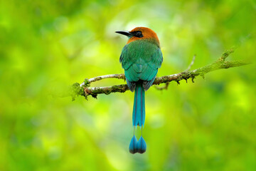 Broad-billed Motmot, Electron platyrhynchum, portrait of nice big bird in wild nature, beautiful coloured forest background, art view, Costa Rica. Bird with orange head.