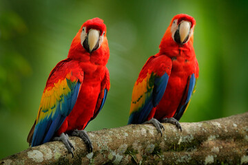 Naklejka na ściany i meble Red parrot pair Scarlet Macaw, Ara macao, bird sitting on the branch, Peru. Wildlife scene from tropical forest. Beautiful parrot on tree green tree in nature habitat. Bird love in jungle.