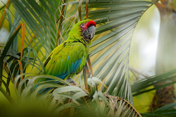Green macaw on the palm tree in the natura habitat, Costa Rica. Ara ambigua, green parrot Great-Green Macaw on tree. Wild rare bird in the nature habitat, sitting on the branch in Costa Rica. Wildlife © ondrejprosicky