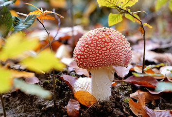 Amanita muscaria mushroom close-up in the autumn sunny forest