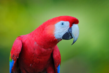 Red parrot close-up portrait. Portrait of big parrot Scarlet Macaw, Ara macao, in forest habitat. Tarcoles, Carara NP, Costa Rica. Wildlife love scene from tropical forest nature.