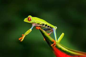 Fototapeta premium Beautiful amphibian in the night forest, exotic animal from America on red bloom of flower. Red-eyed Tree Frog, Agalychnis callidryas, animal with big red eyes, in the nature habitat, Costa Rica.