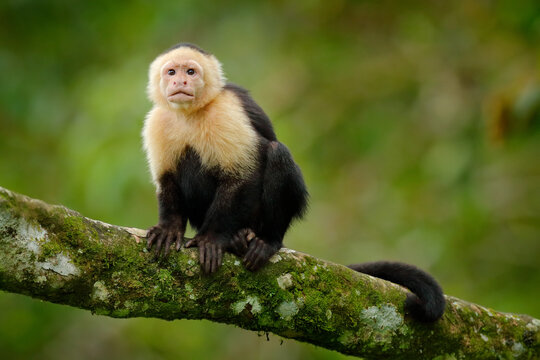 Costa Rica wild monkey. White-headed Capuchin, black monkey sitting and shake one's fist on tree branch in the dark tropical forest. Wildlife of Costa Rica. Travel holiday in Central America.