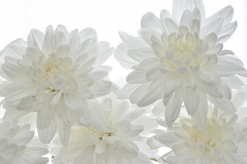 Fototapeta premium 白い菊 